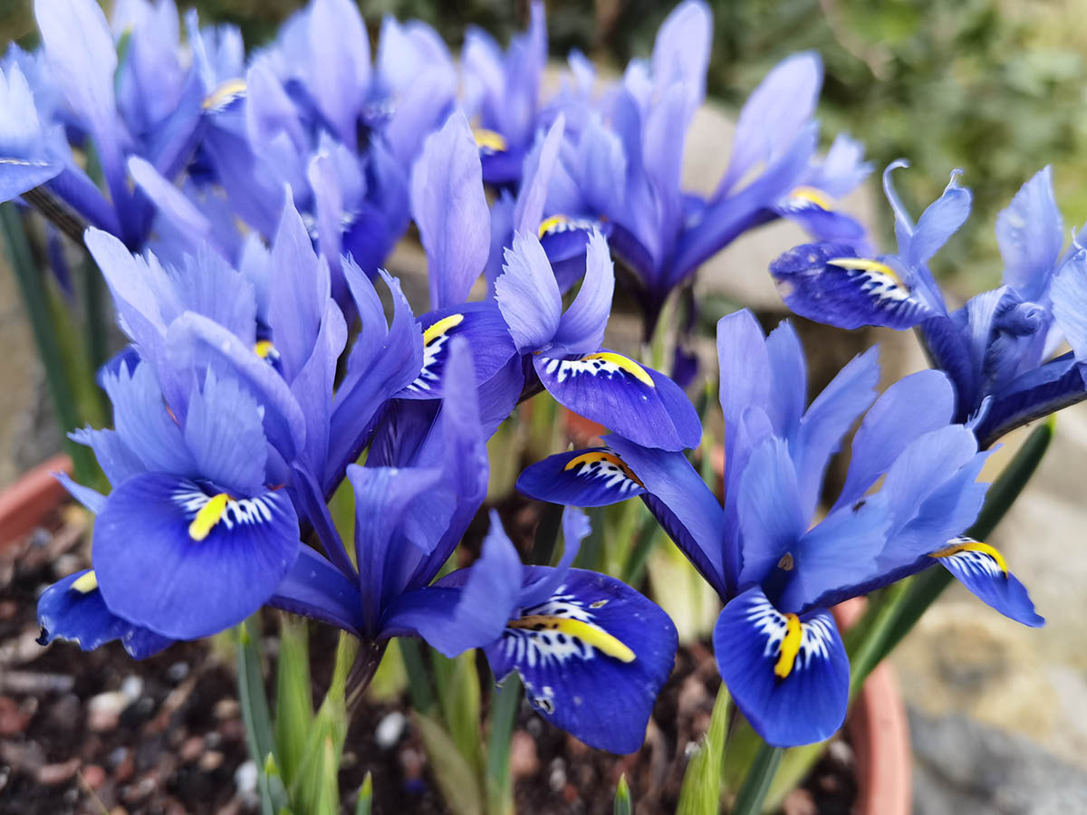 Iris reticulata photo